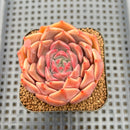 Echeveria 'Pinks' 2" Succulent Plant Cutting