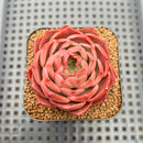 Echeveria sp. 2" Succulent Plant Cutting