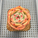 Echeveria 'Jupiter' Compact Wide-Leaf 2" Succulent Plant Cutting