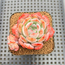 Echeveria 'Starmark' 2" Succulent Plant Cutting