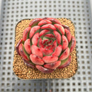 Echeveria 'Morning Kiss' 2" Succulent Plant Cutting