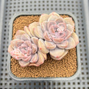 Graptoveria 'Highstone' 2" Succulent Plant Cutting