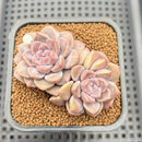 Graptoveria 'Highstone' 2" Succulent Plant Cutting