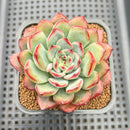 Echeveria 'Tanghulu' 2" Succulent Plant Cutting