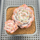 Echeveria 'Sung Young' 2" Succulent Plant