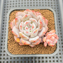 Echeveria 'Sung Young' 2" Succulent Plant