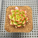Echeveria 'Fireworks' Wide-leaf Form 1"-2" Succulent Plant Cutting