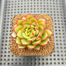 Echeveria 'Fireworks' Wide-leaf Form 1"-2" Succulent Plant Cutting