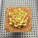 Echeveria 'Fireworks' Wide-leaf Form 1"-2" Succulent Plant Cutting