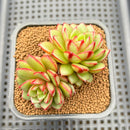 Echeveria 'Fireworks' Wide-leaf Form 2"-3" Cluster Succulent Plant Cutting
