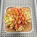 Echeveria 'Fireworks' Wide-leaf Form 2"-3" Cluster Succulent Plant Cutting