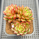 Echeveria 'Fireworks' Wide-leaf Form 2"-3" Cluster Succulent Plant Cutting