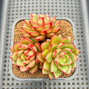 Echeveria 'Fireworks' Wide-leaf Form 2"-3" Cluster Succulent Plant Cutting