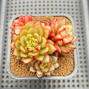 Echeveria 'Fireworks' Wide-leaf Form 2"-3" Cluster Succulent Plant Cutting