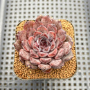 Echeveria 'Black Zaragoza' 3"-4" Succulent Plant Cutting
