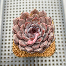 Echeveria 'Black Zaragoza' 3"-4" Succulent Plant Cutting