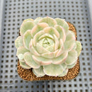 Echeveria 'Onslow' White Variegated 2"-3" Succulent Plant Cutting