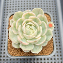 Echeveria 'Onslow' White Variegated 2"-3" Succulent Plant Cutting