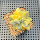 Pachyphytum 'Cute Finger' Variegated 1" Succulent Plant