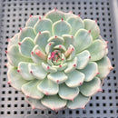 Echeveria 'Black Nail' 2"-3" Succulent Plant