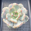Echeveria 'Orange Monroe' Mutated 3" Succulent Plant
