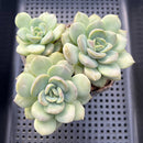 Echeveria 'Adella' 3" Succulent Plant