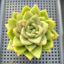 Echeveria Agavoides 'Wrinkle Maria' 3" Succulent Plant