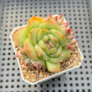 Echeveria sp. (Strange Specimen) 2" Succulent Plant
