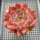 Echeveria 'Nomad' 3" Succulent Plant
