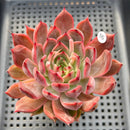 Echeveria 'Nomad' 3" Succulent Plant