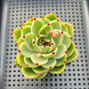 Echeveria 'Blue Dragon' 2" Succulent Plant