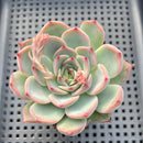 Echeveria Chihuahuaensis Hybrid 3" Succulent Plant