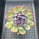 Echeveria 'Gemstone' 3" Succulent Plant