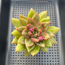 Pachyphytum 'Tivoli' 3" Succulent Plant