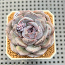 Echeveria Hybrid sp. 1"-2" Hand-Selected Clone (From Brotherly Farm) Succulent Plant Cutting