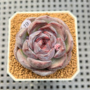 Echeveria Hybrid sp. 1"-2" Hand-Selected Clone (From Brotherly Farm) Succulent Plant Cutting