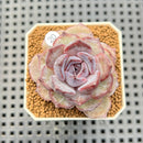 Echeveria Hybrid sp. 1"-2" Hand-Selected Clone (From Brotherly Farm) Succulent Plant Cutting