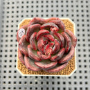 Echeveria Hybrid sp. 1"-2" Hand-Selected Clone (From Brotherly Farm) Succulent Plant Cutting