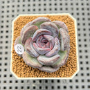 Echeveria Hybrid sp. 1"-2" Hand-Selected Clone (From Brotherly Farm) Succulent Plant Cutting