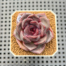 Echeveria Hybrid sp. 1"-2" Hand-Selected Clone (From Brotherly Farm) Succulent Plant Cutting