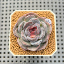 Echeveria Hybrid sp. 1"-2" Hand-Selected Clone (From Brotherly Farm) Succulent Plant Cutting