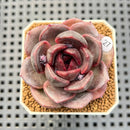 Echeveria Hybrid sp. 1"-2" Hand-Selected Clone (From Brotherly Farm) Succulent Plant Cutting