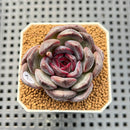 Echeveria Hybrid sp. 1"-2" Hand-Selected Clone (From Brotherly Farm) Succulent Plant Cutting