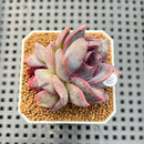 Echeveria Hybrid sp. 1"-2" Hand-Selected Clone (From Brotherly Farm) Succulent Plant Cutting