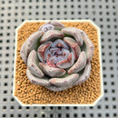 Echeveria Hybrid sp. 1"-2" Hand-Selected Clone (From Brotherly Farm) Succulent Plant Cutting