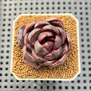 Echeveria Hybrid sp. 1"-2" Hand-Selected Clone (From Brotherly Farm) Succulent Plant Cutting