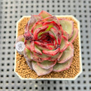 Echeveria Hybrid sp. 1"-2" Hand-Selected Clone (From Brotherly Farm) Succulent Plant Cutting