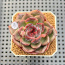 Echeveria Hybrid sp. 1"-2" Hand-Selected Clone (From Brotherly Farm) Succulent Plant Cutting