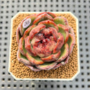 Echeveria Hybrid sp. 1"-2" Hand-Selected Clone (From Brotherly Farm) Succulent Plant Cutting