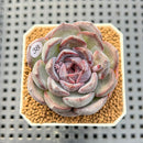 Echeveria Hybrid sp. 1"-2" Hand-Selected Clone (From Brotherly Farm) Succulent Plant Cutting